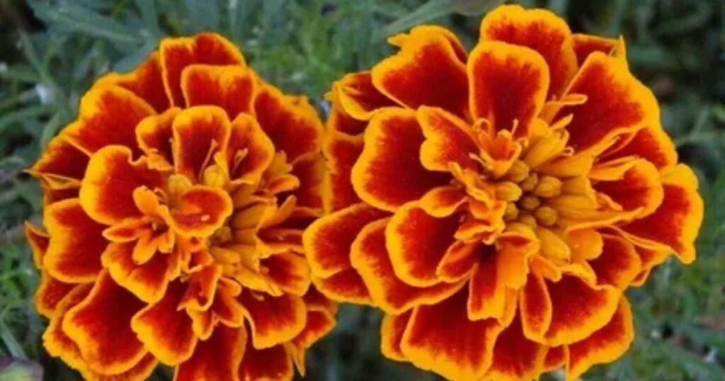  Marigolds: Grief and Spiritual Connection