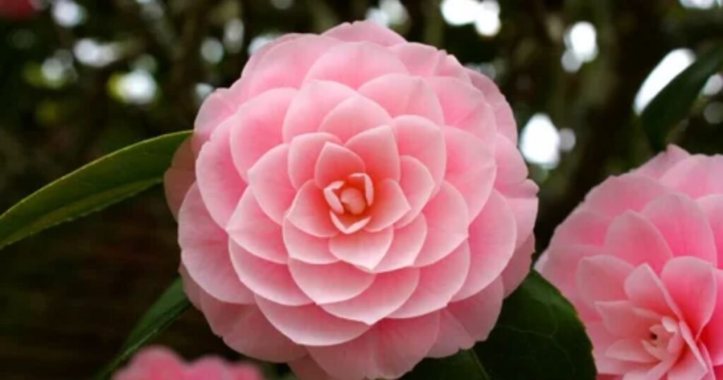 Meaning of Pink Camellia Flower