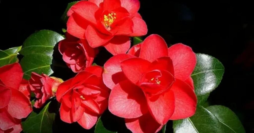 Meaning of Red Camellia Flower