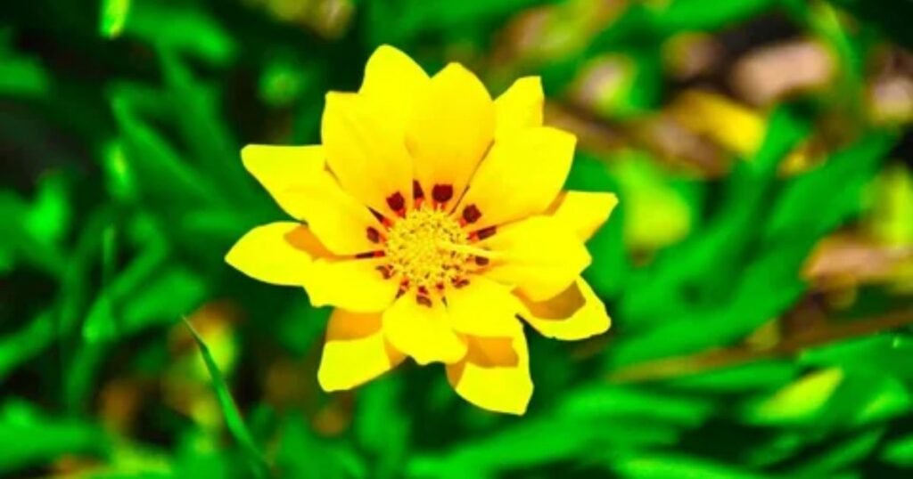 Meaning of Yellow Camellia Flower