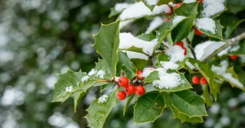 Mistletoe: A Token of Love and Harmony