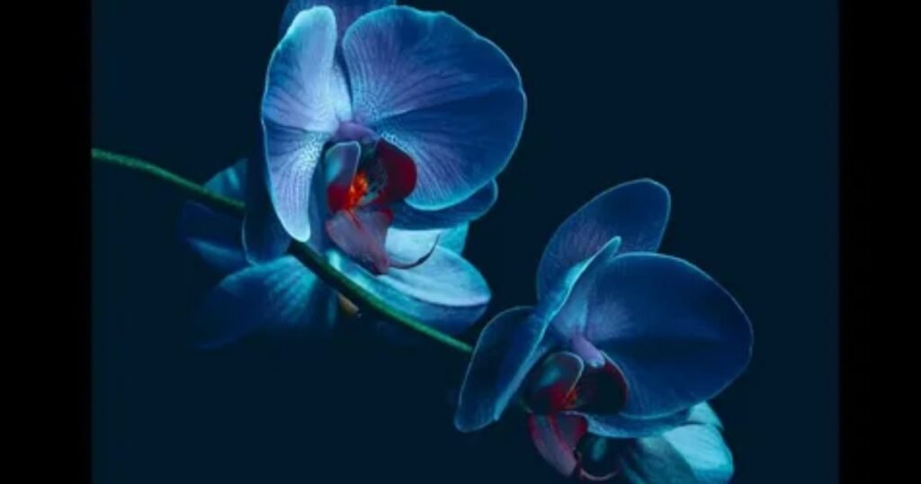 Orchids You are My Love