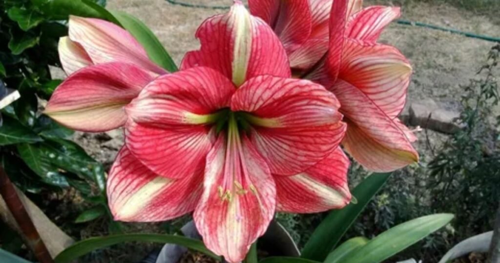 Pink Amaryllis Flower Meaning