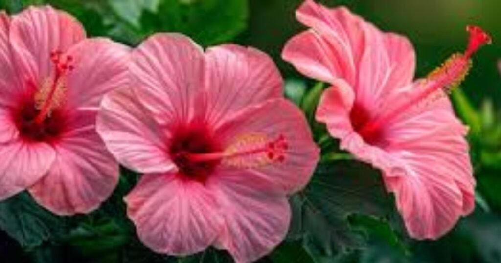 Pink Hibiscus Flower