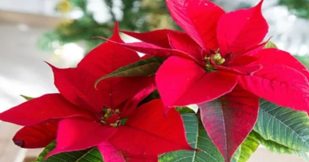 Poinsettia: The Christmas Star