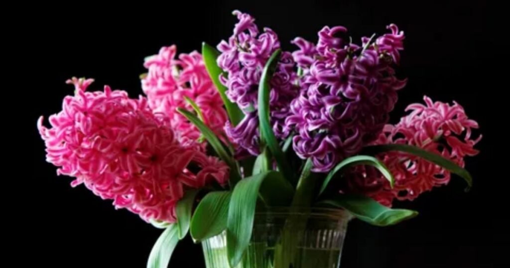 Purple Hyacinth