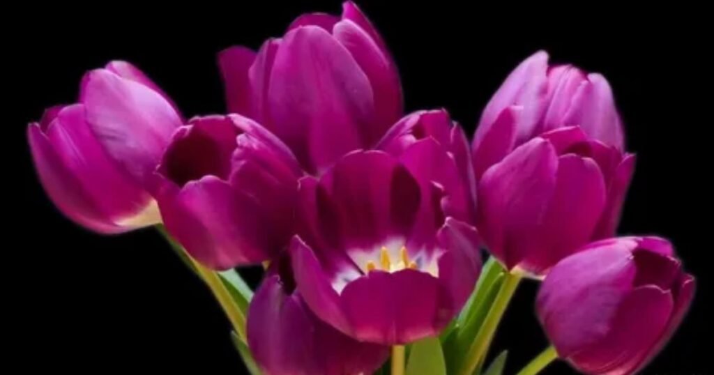 Purple Tulips