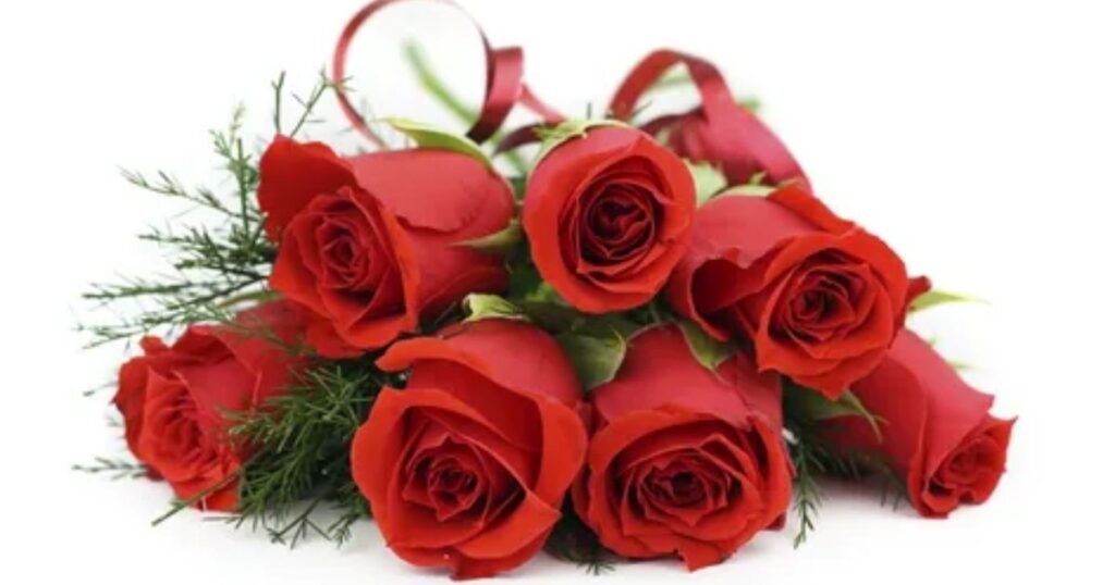 Red Roses - Flower Meaning Love and Loyalty