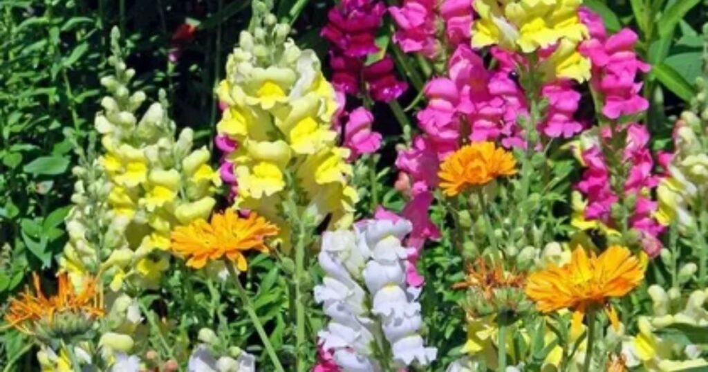 Snapdragons: Deception and Disappointment