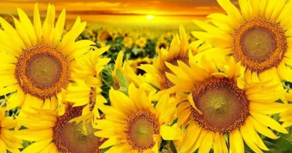 Sunflower: Unyielding Optimism