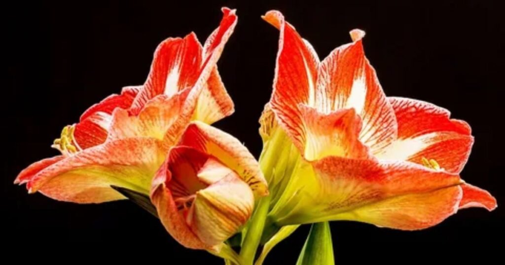 The Amaryllis Flower’s Message