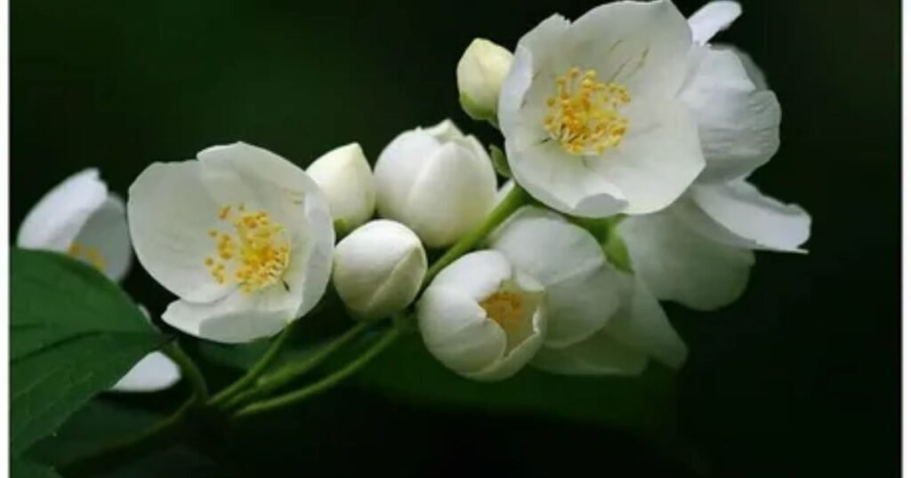 Jasmine Flowers and Love