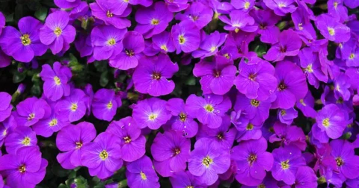 What is Illinois State Flower? A Useful Guide 2025