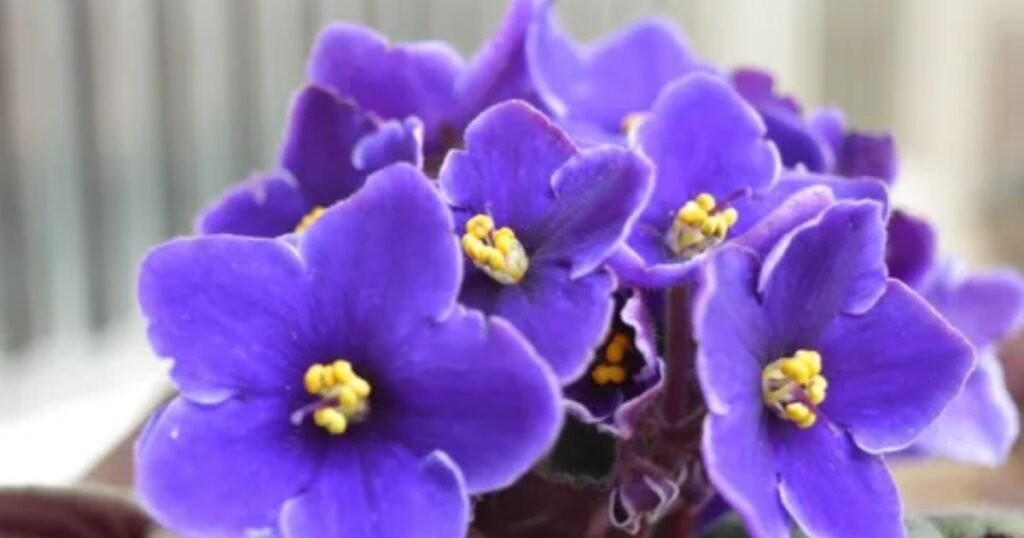 Violets