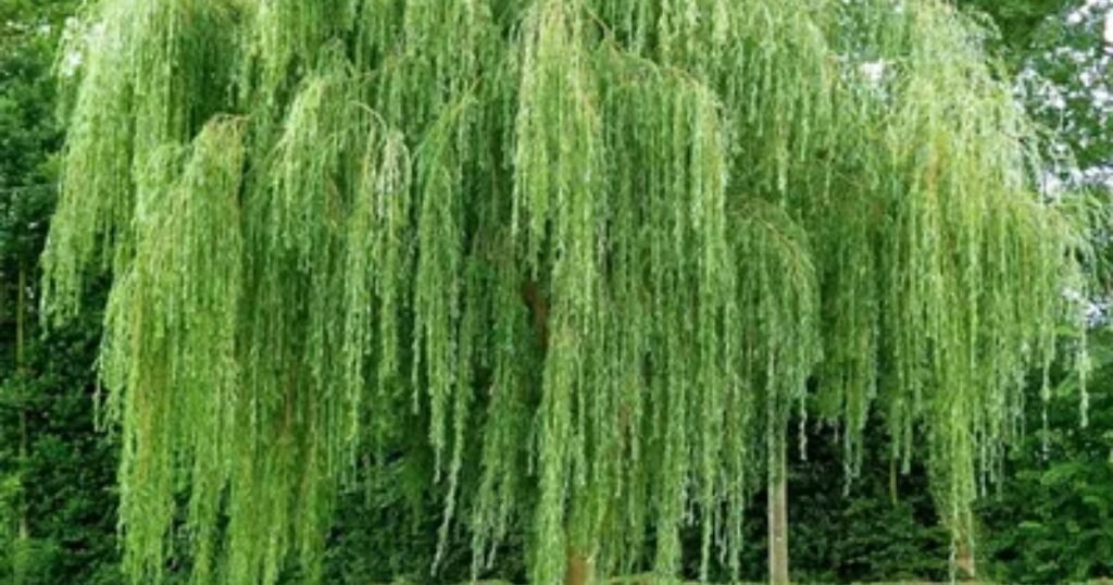 Weeping Willow: Sorrowful Elegance