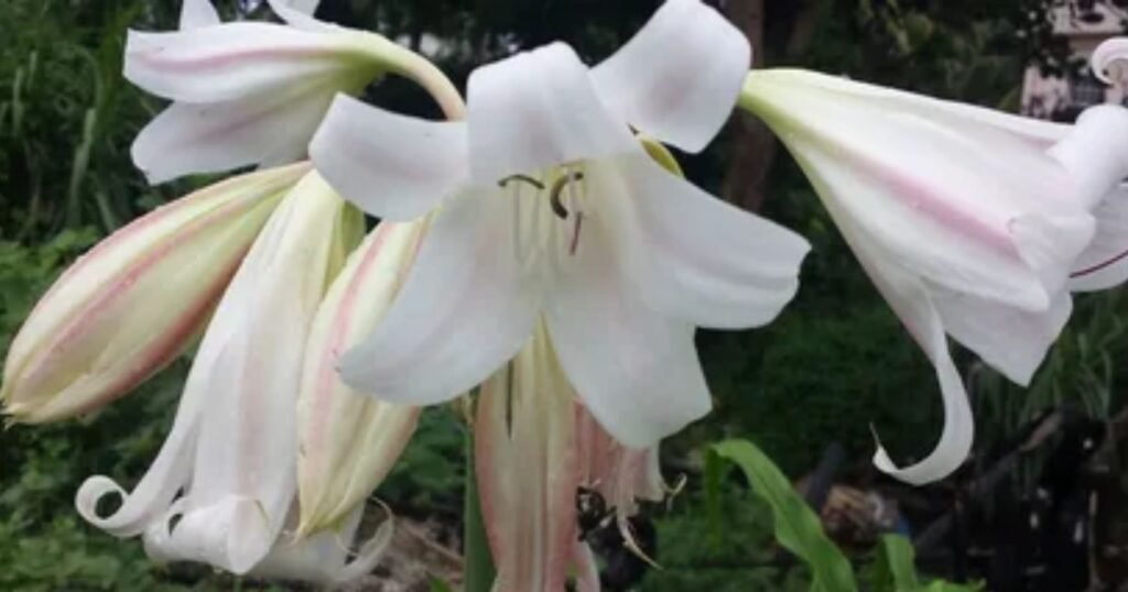 White Amaryllis Flower Meaning 