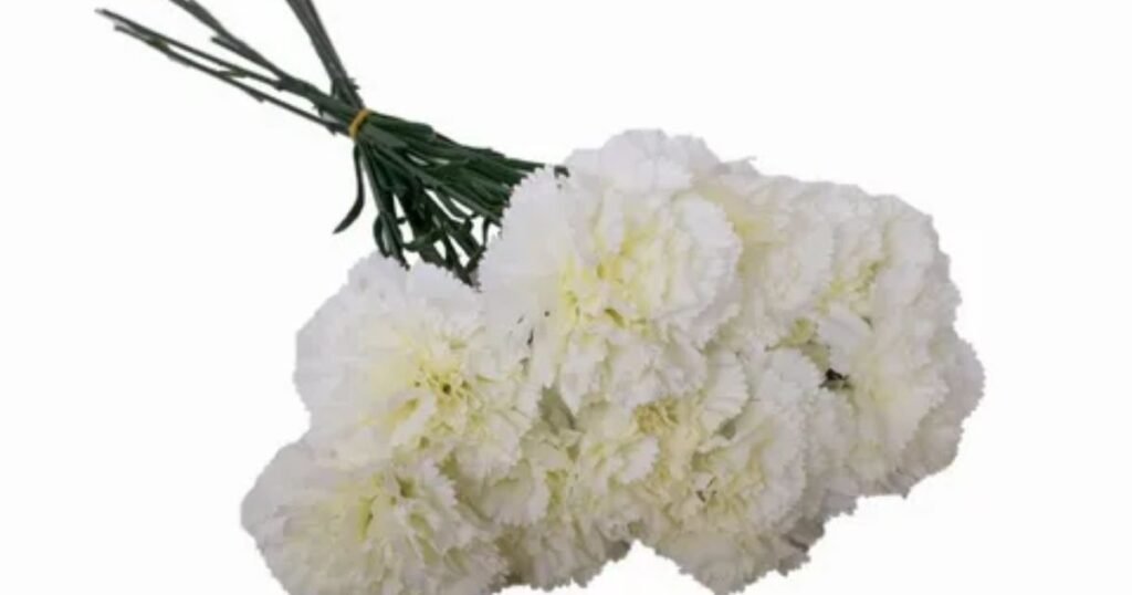 White Carnations