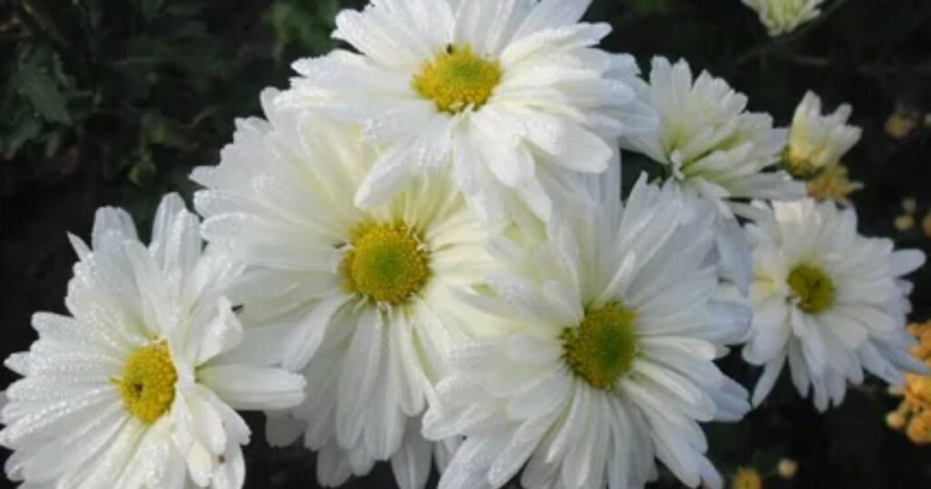 White Chrysanthemums