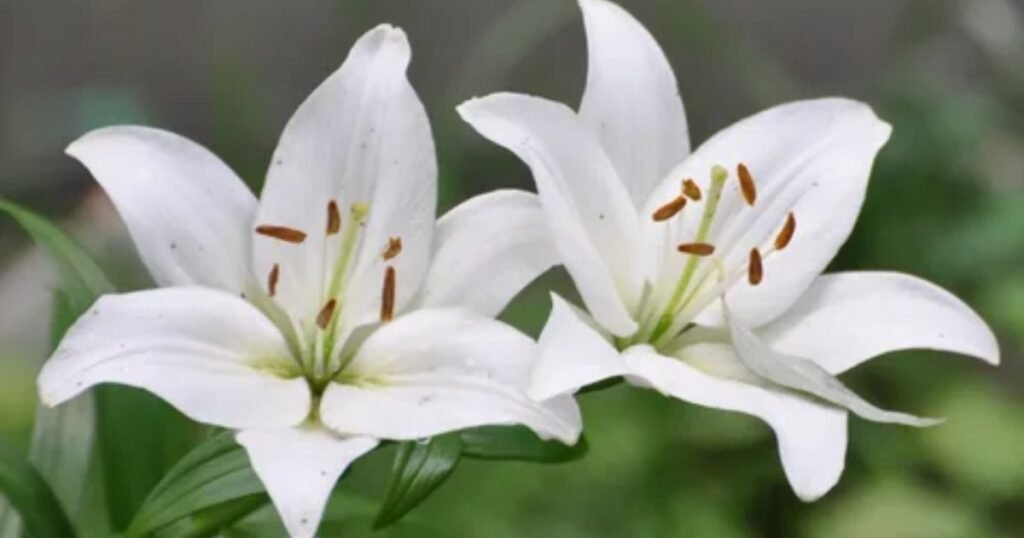 White Lillies