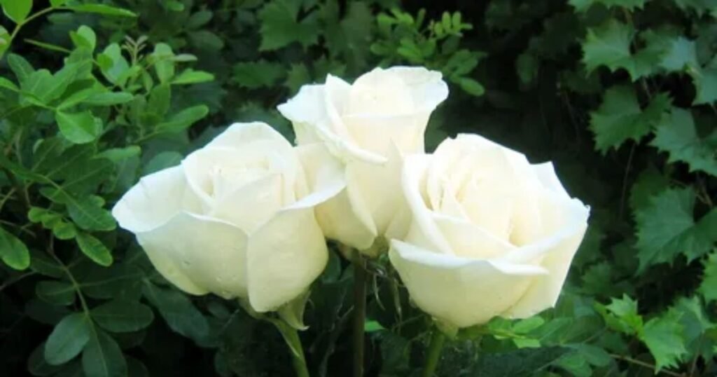 White Roses You Remain Always in My Heart