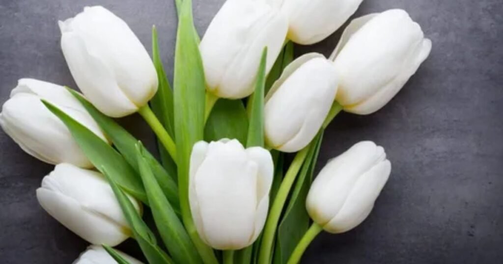 White Tulips You are Pride for me Throughout the Life