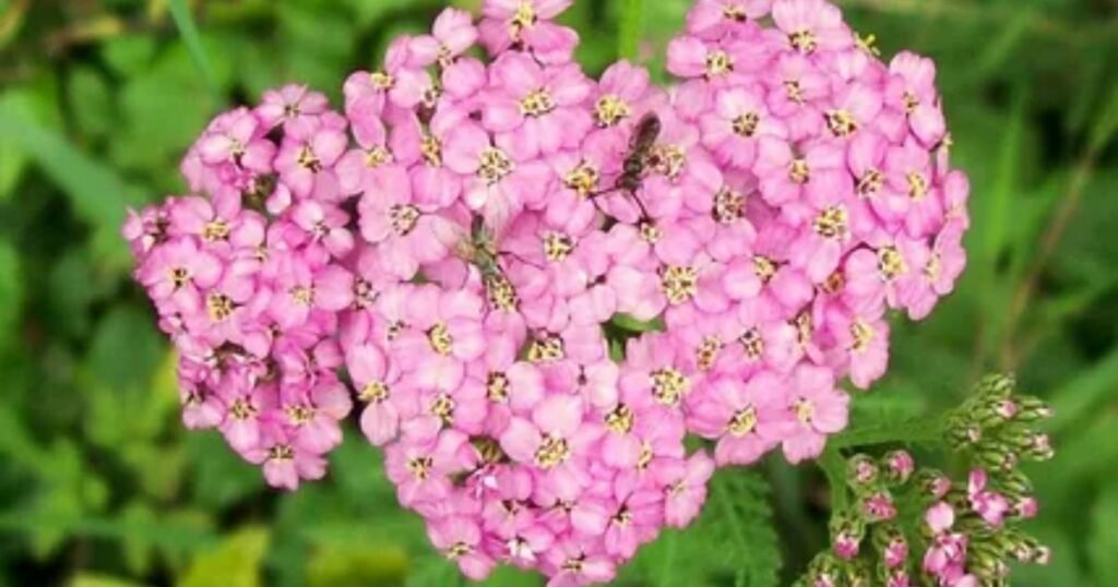 Yarrow