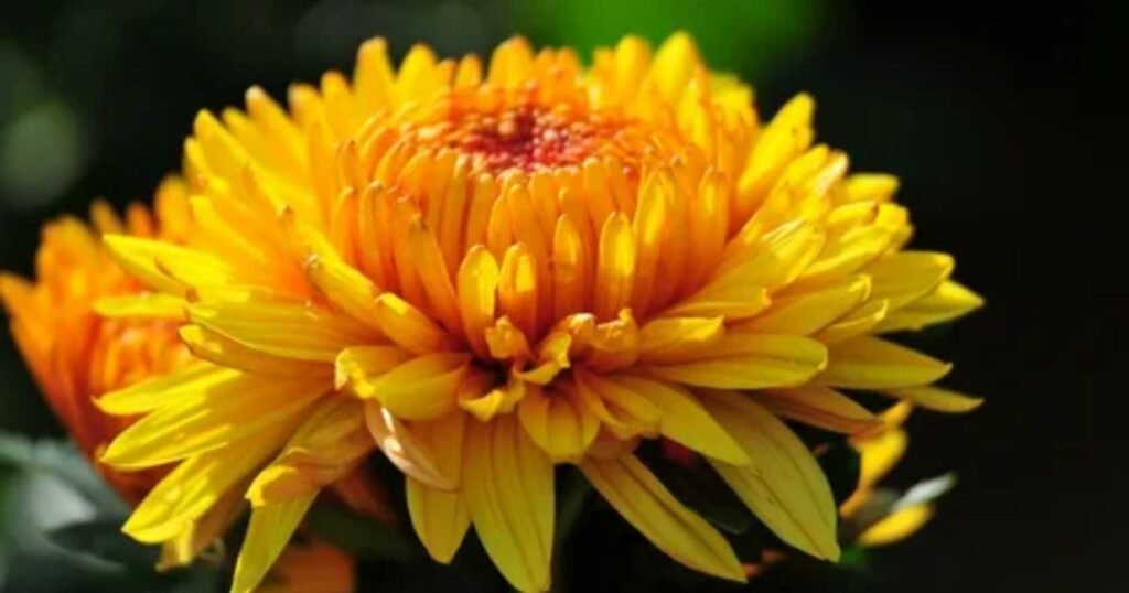 Yellow Chrysanthemum 