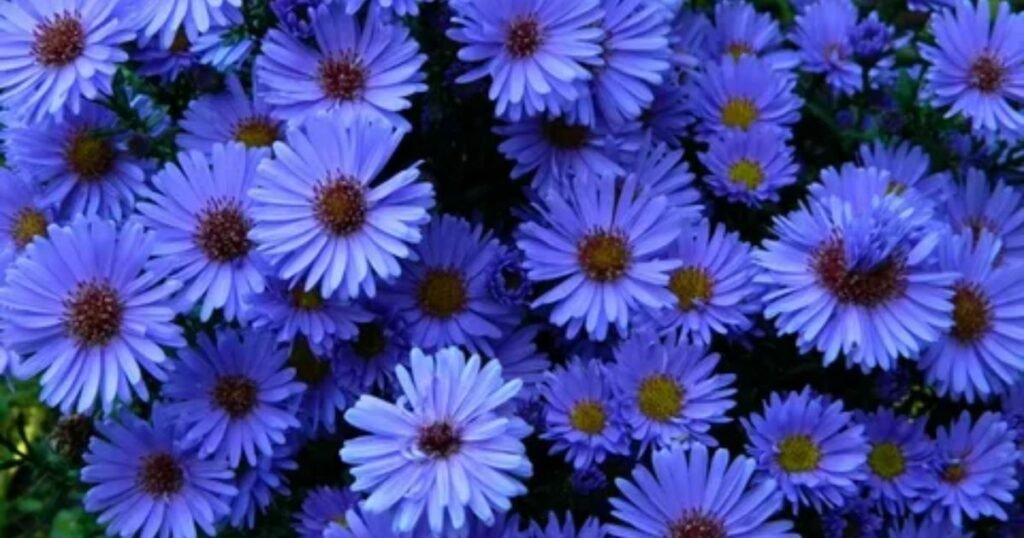 Aster Flower in Ancient Greeks 