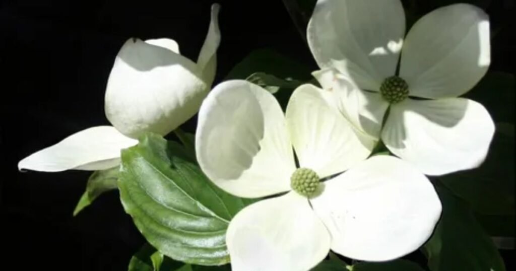 Dogwood Flower in Christianity