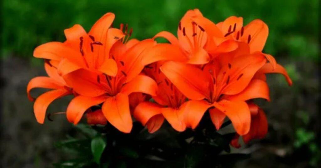 Orange Lily as Symbol of Energy and Creativity
