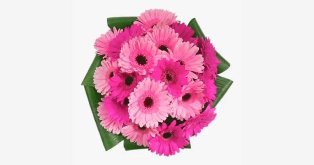 Pink Gerberas