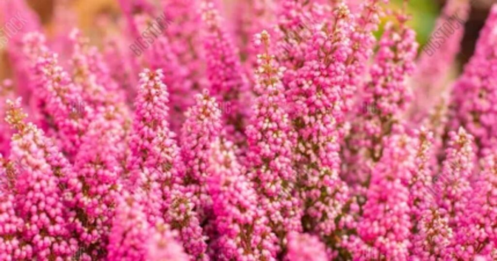 Pink Heather