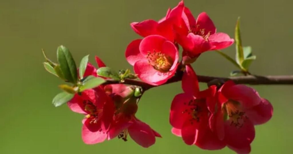 Red Dogwood Flowers: Strength, Passion, and Courage