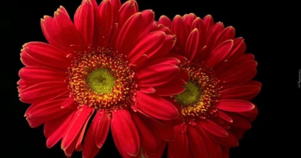 Red Gerberas