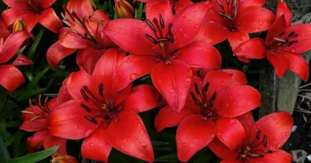 Red Lily as Symbol of Passion and Courage