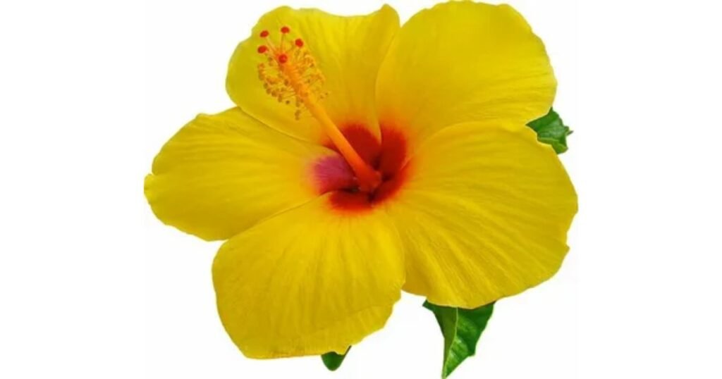 Symbolism Of The Hibiscus Flower