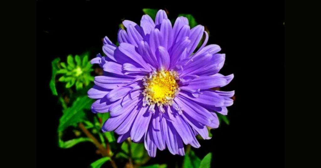 The Aster Flower Facts