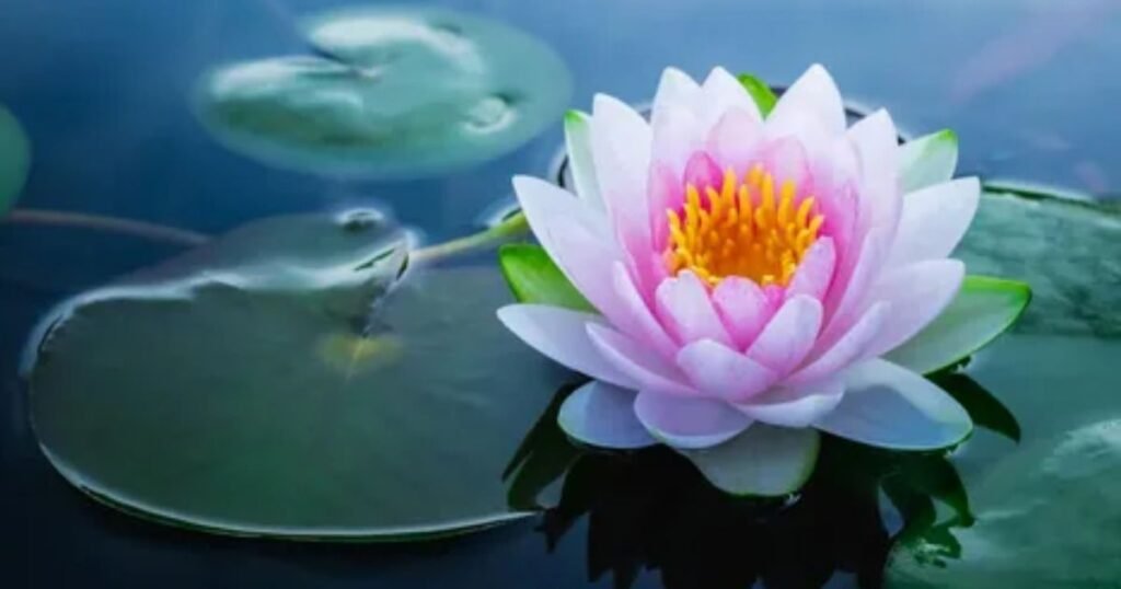 What Does Lotus (Water Lily) Say About July Babies?