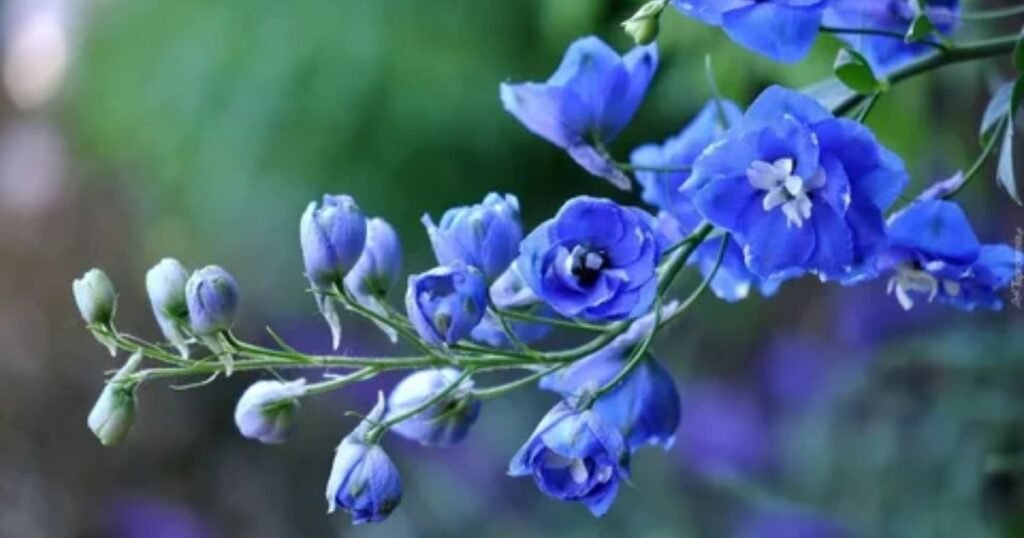 What Larkspurs Say About July Babies?