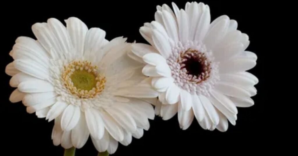 White Gerberas