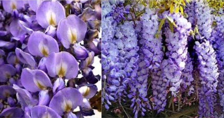 Wisteria Flower: Its Meanings & Symbolism