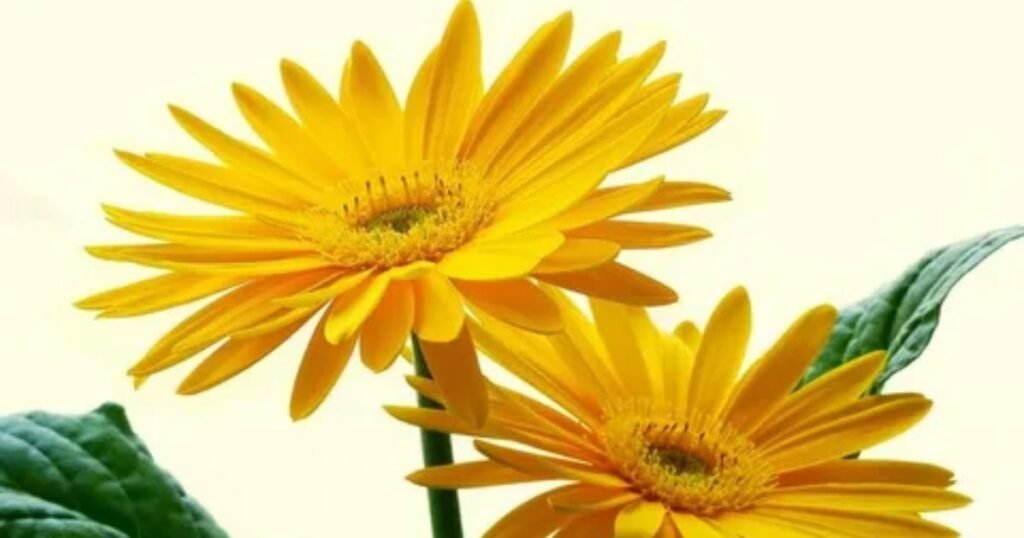 Yellow Gerberas