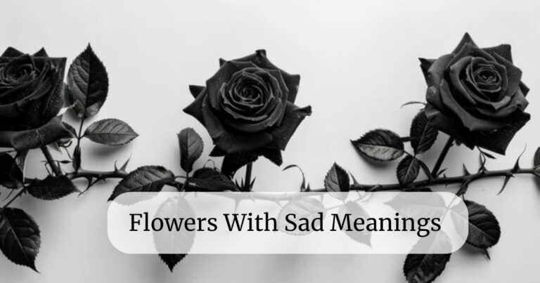 Flowers With Sad Meanings