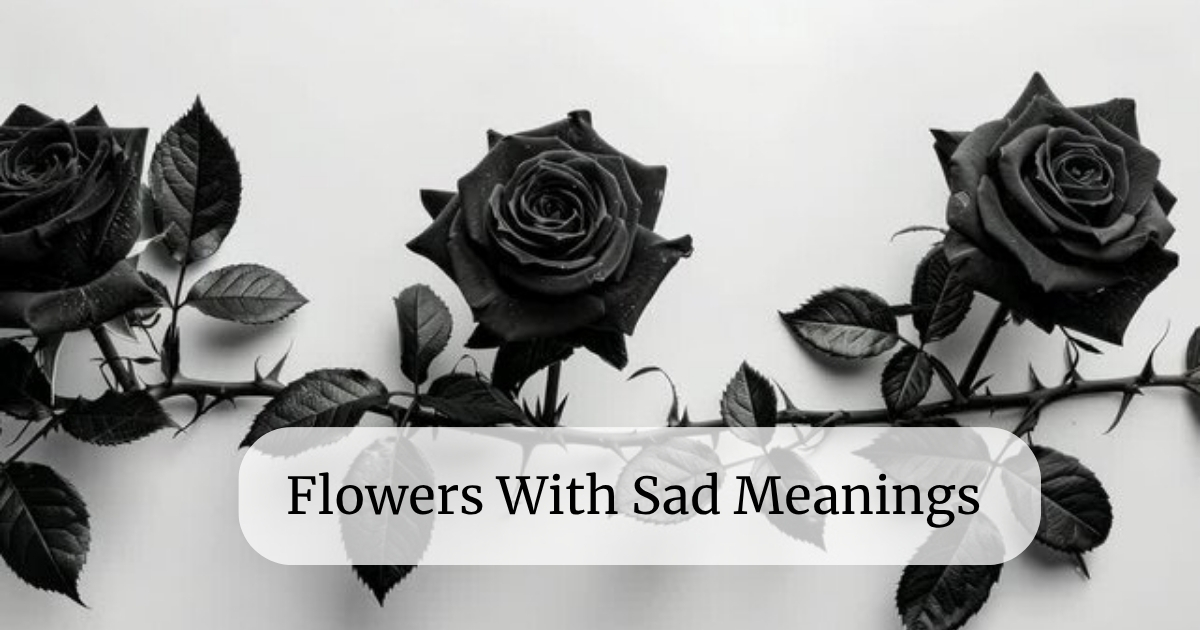 Flowers With Sad Meanings