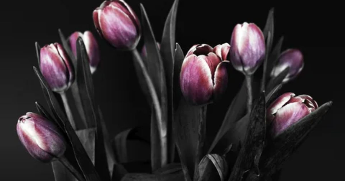 Black Tulip Meanings